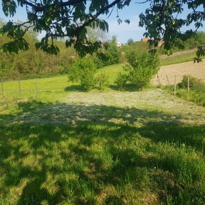 Vinograd i voćnjak