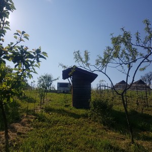 Vinograd i voćnjak