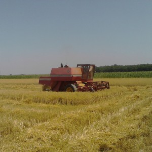 Kombajn Massey Ferguson 187