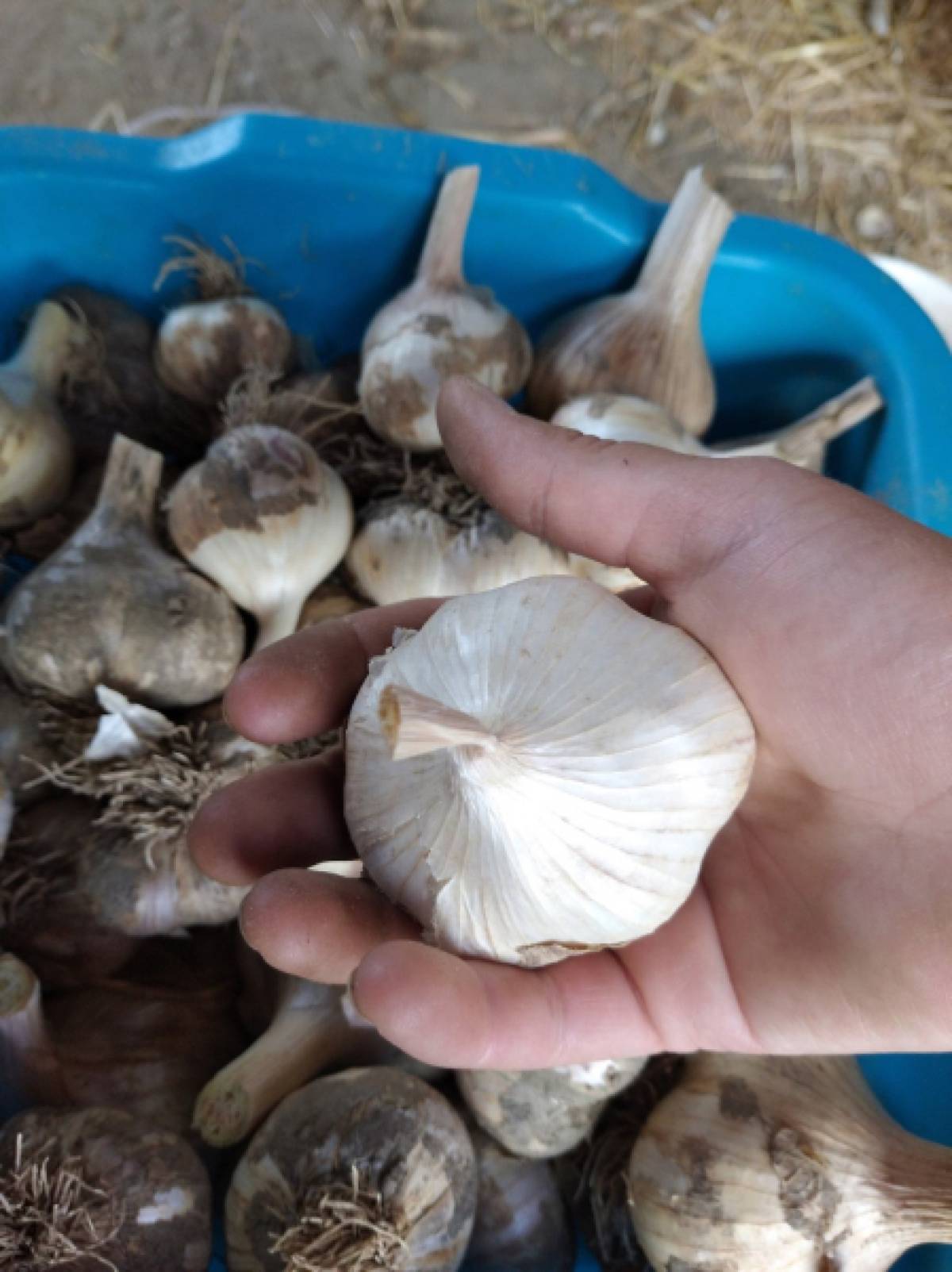 Domaći bijeli luk Češnjak Bosut jesenski krupniji za konzum ili sadnju