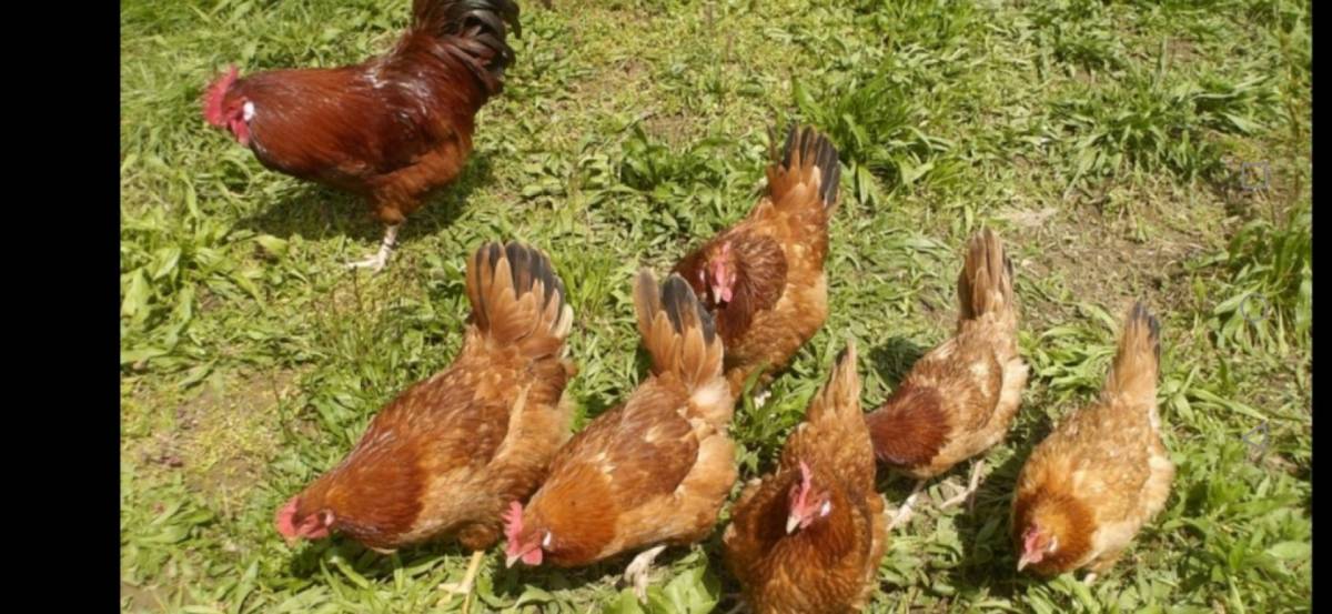 Kokoši Hrvatice i pilići