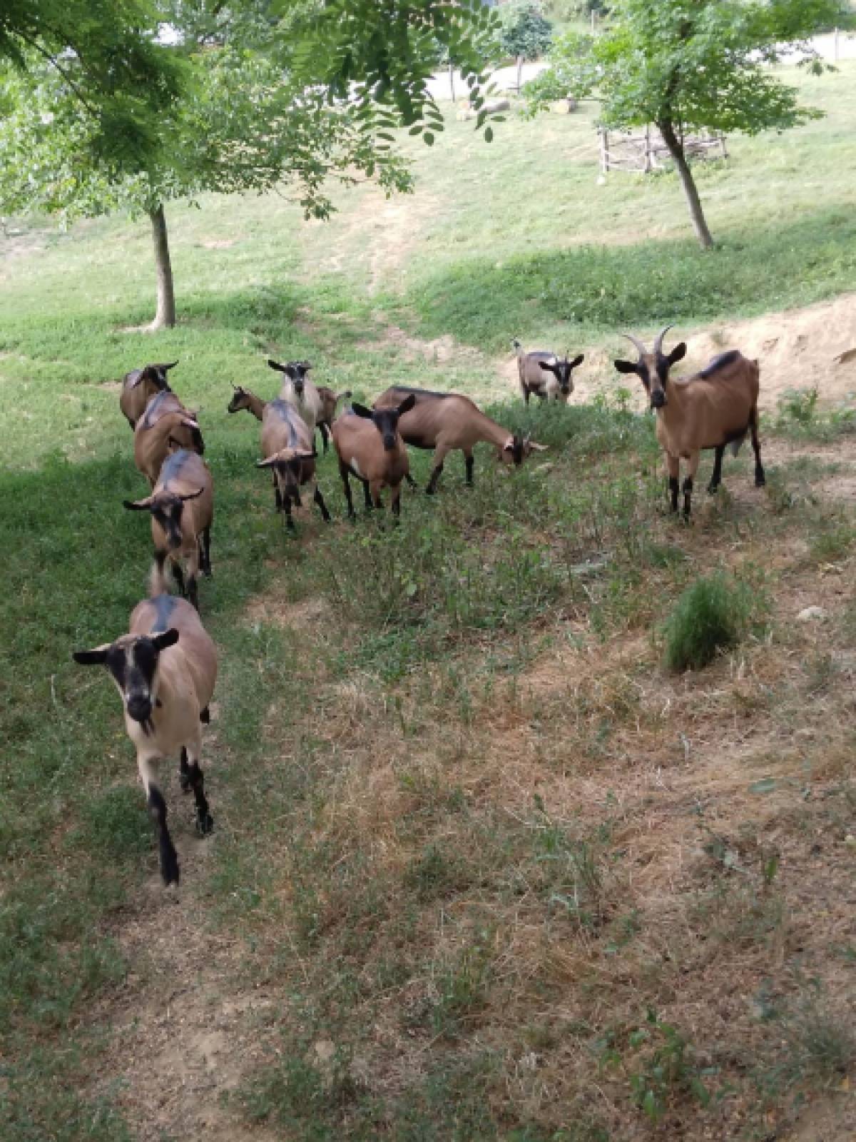 Prodajem koze alpine,cijena po dogovoru