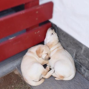 ljubavni labrador spreman za usvajanje.