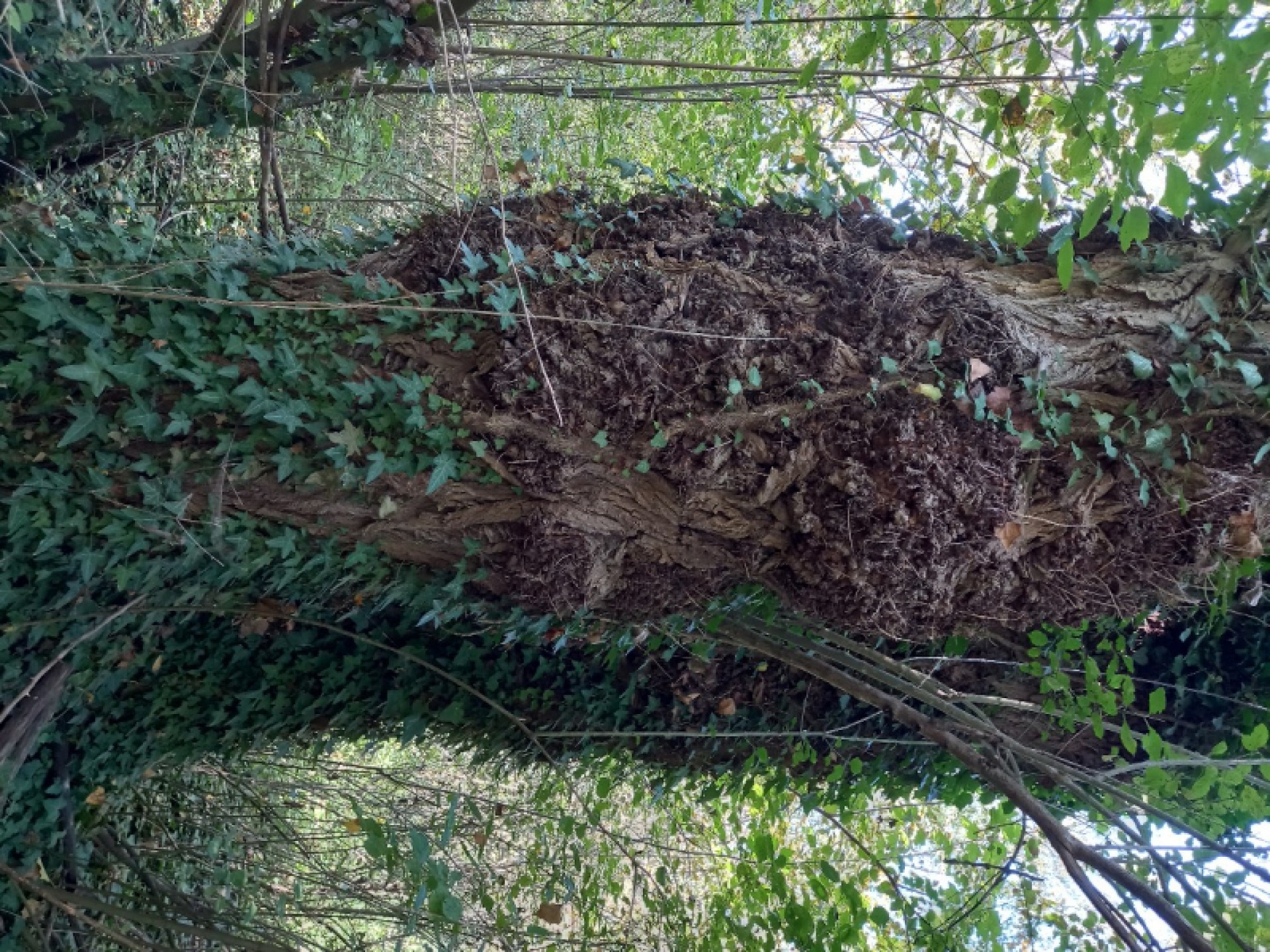 Šuma (kupujem šumu) sve vrste drveča