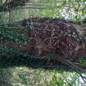 Šuma (kupujem šumu) sve vrste drveča
