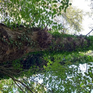 Šuma (kupujem šumu) sve vrste drveča