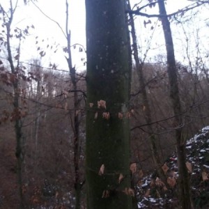 Šuma (kupujem šumu) sve vrste drveča