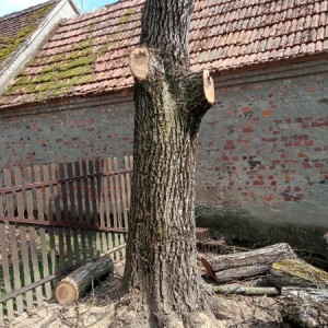 Trupac oraha