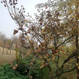 Vinograd,Pleterničko vinogorje