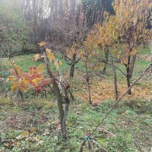 Vinograd,Pleterničko vinogorje