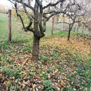 Vinograd,Pleterničko vinogorje