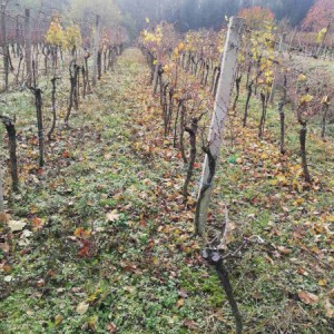 Vinograd,Pleterničko vinogorje