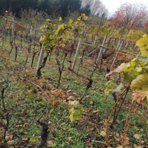 Vinograd,Pleterničko vinogorje