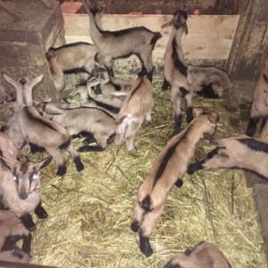 Prodajemo muske kozliće jariće