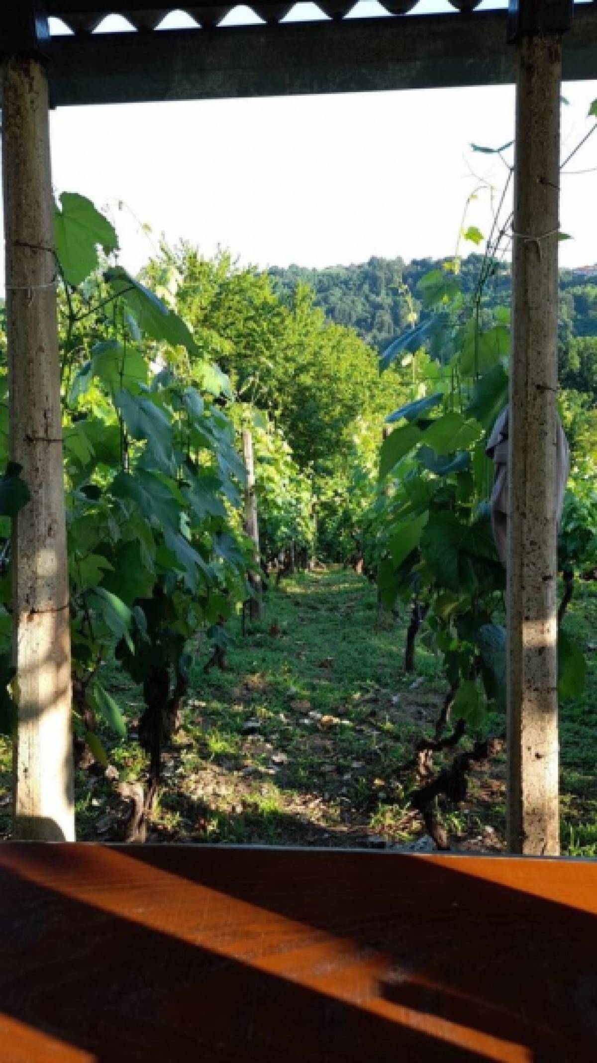 Vinograd u mjestu Skupica