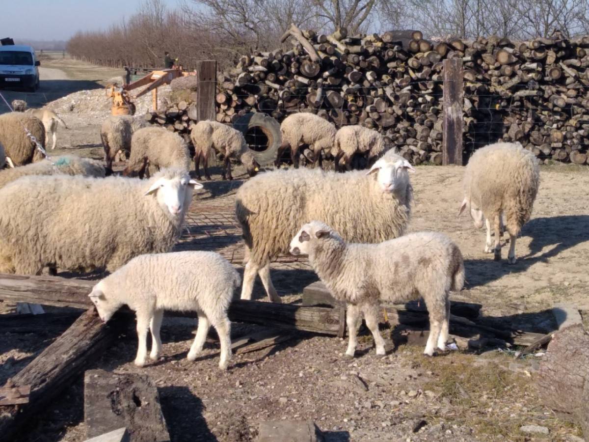 Prodajem ovce  ili mjenjam