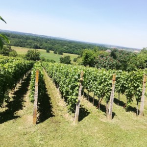 VINOGRAD