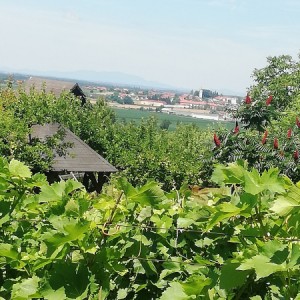 VINOGRAD