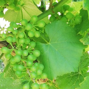 VINOGRAD