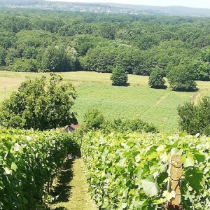 VINOGRAD