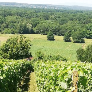 VINOGRAD