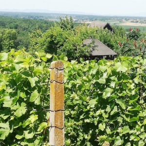 VINOGRAD
