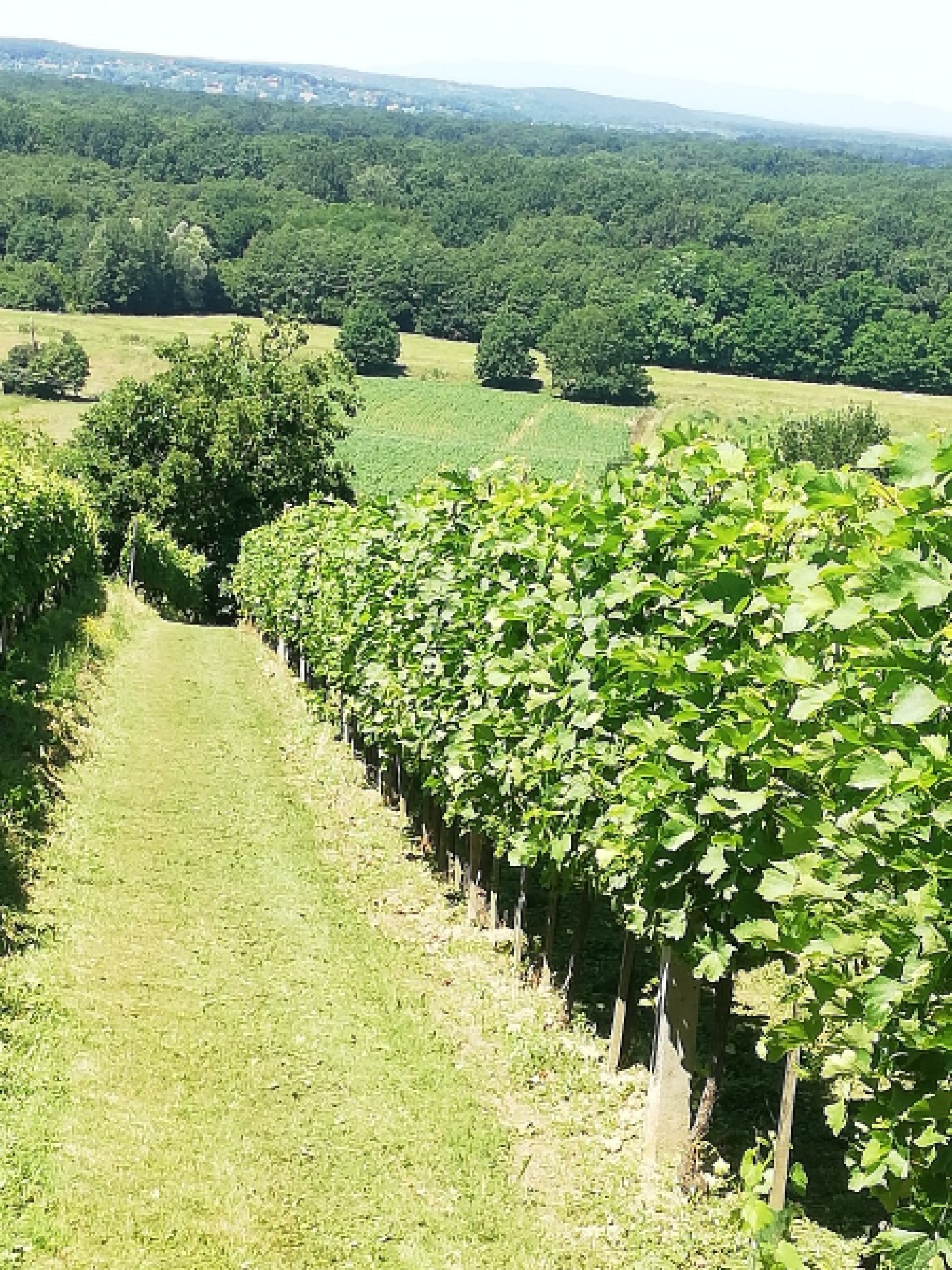 VINOGRAD