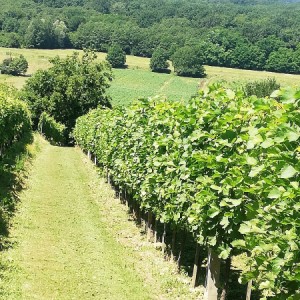 VINOGRAD