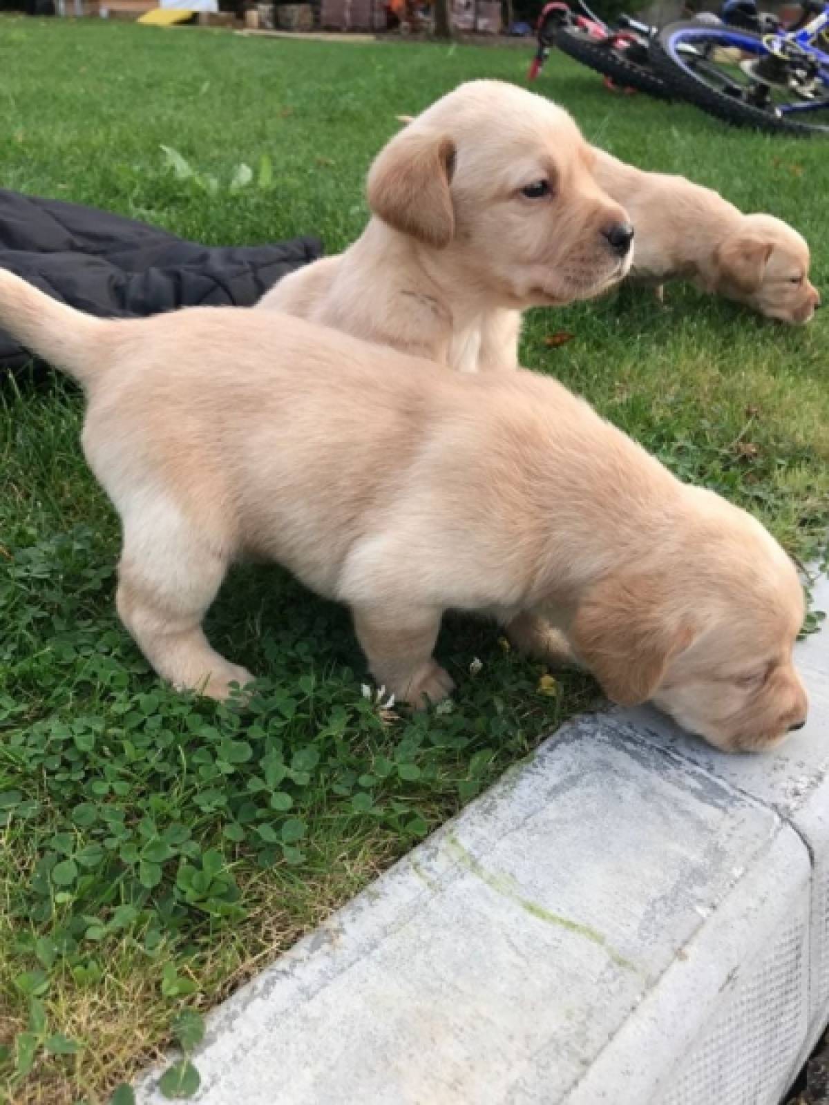 Prodajem štence labradora