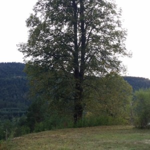 Plitvička jezera, Lička Jesenica, građevinsko zemljište 1093m2