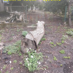 Prodaja trupaca oraha i trešnje