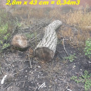 Prodaja trupaca oraha i trešnje