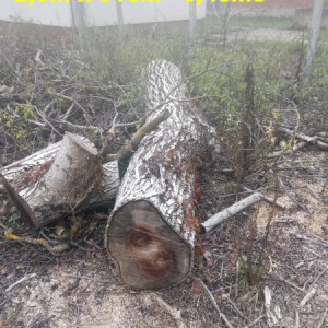 Prodaja trupaca oraha i trešnje