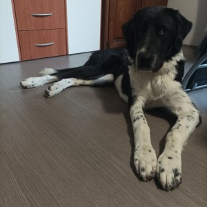 Poklanjam Srednjeazijskog ovčara