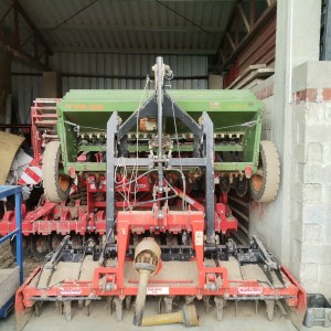 Amazone -Maschio