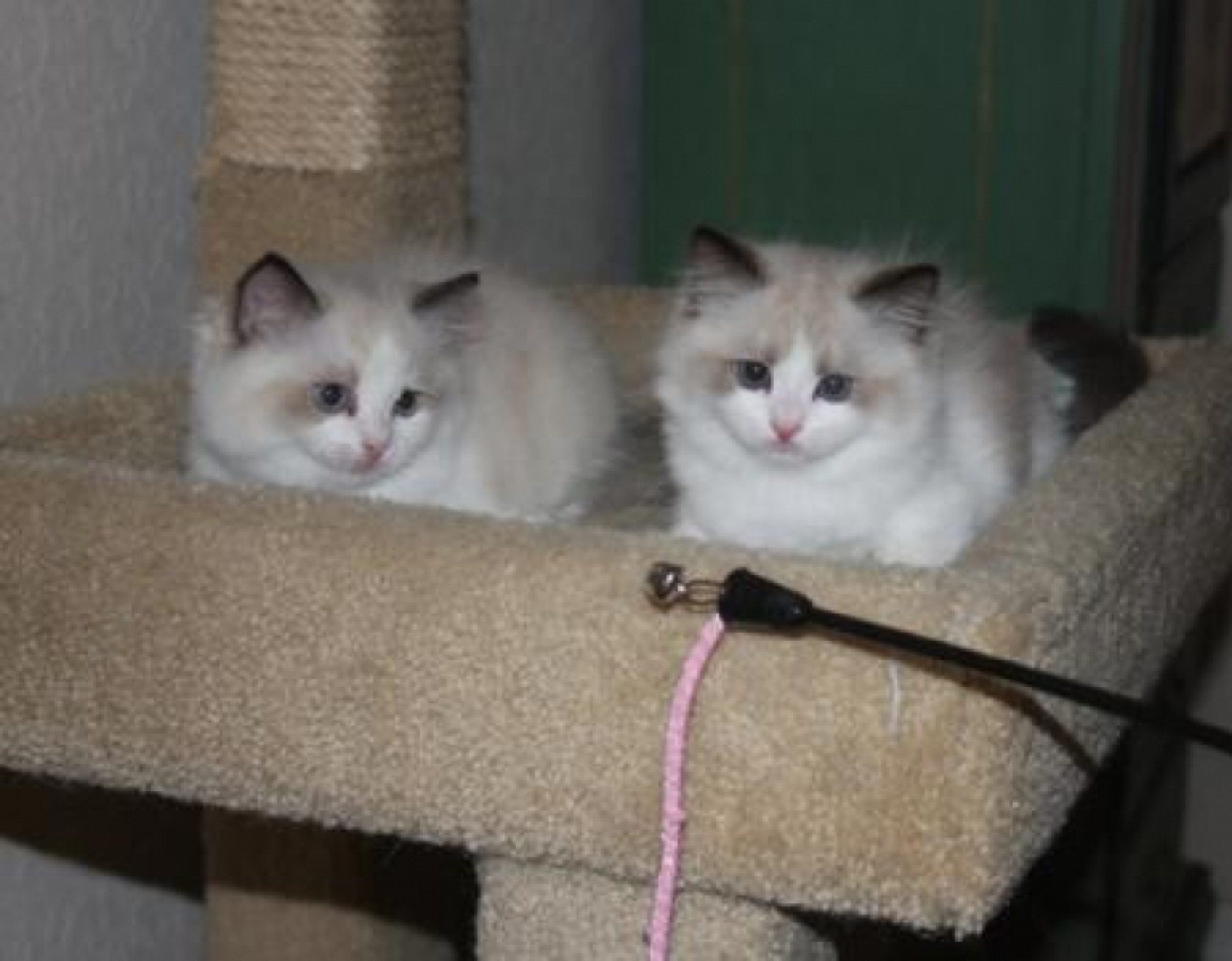 2x prekrasne ragdoll bebe