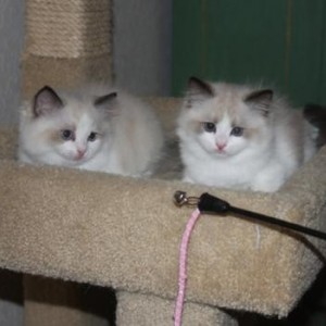 2x prekrasne ragdoll bebe