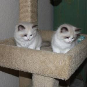 2x prekrasne ragdoll bebe