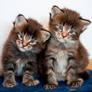 Reg ženke maine coon mačića