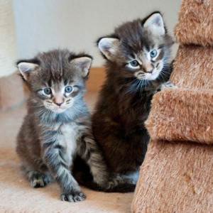 Reg ženke maine coon mačića