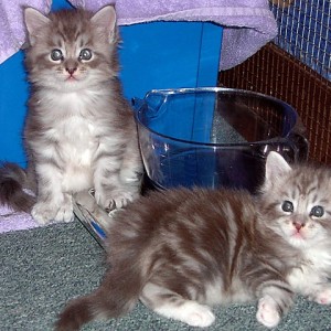 Reg ženke maine coon mačića