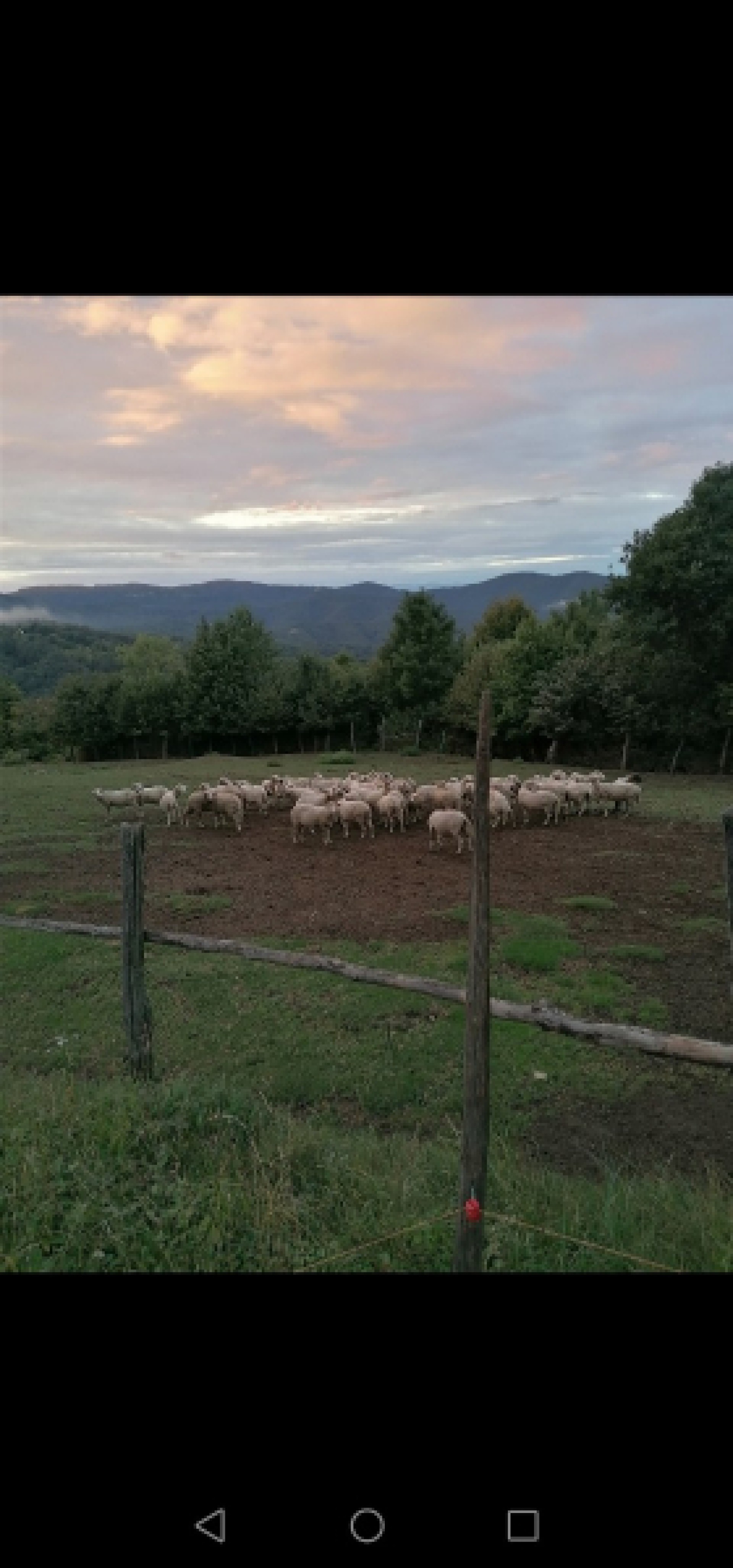Prodajem ili mjenjam bređe ovce