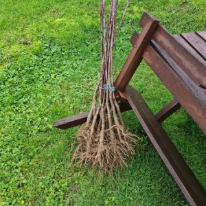 VOćNE SADNICE ŠLJIVA, JABUKA, KRUŠKA, TREŠNJA