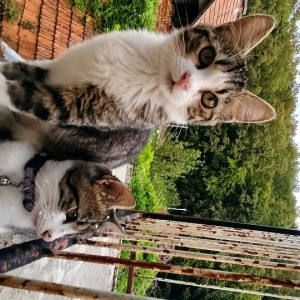 Dajem ove 2 mace na udomljavanje! HITNO!