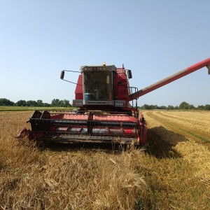 žitni kombajn Massey Ferguson 36rs