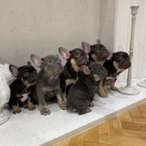 Francuski buldog, egzotičnih boja