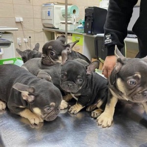 Francuski buldog, egzotičnih boja