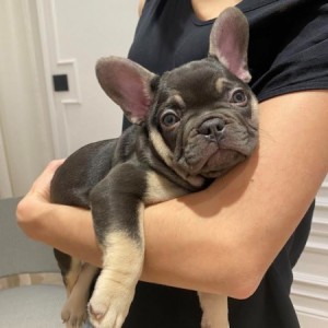 Francuski buldog, egzotičnih boja