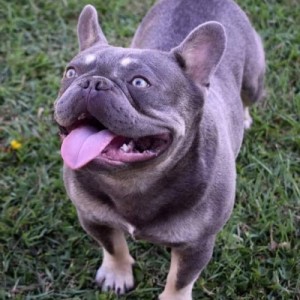 Francuski buldog, egzotičnih boja