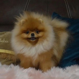 Pomeranci - tedi bear tip
